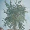 bourneles-40x50 002